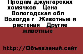 Продам джунгарских хомячков › Цена ­ 50 - Вологодская обл., Вологда г. Животные и растения » Другие животные   